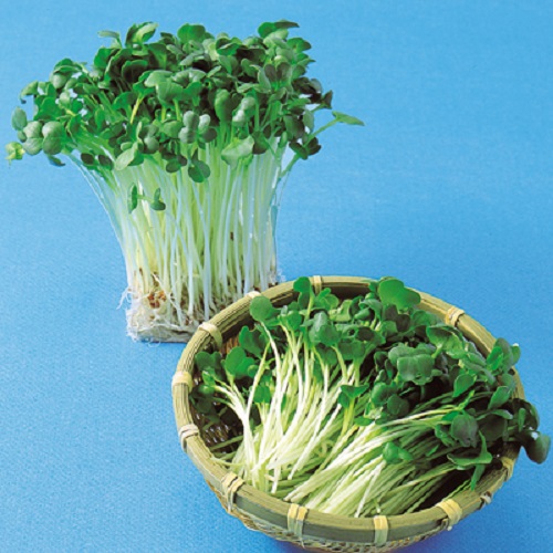 かいわれ大根[スプラウト] - e-種や｜国内最大級の野菜種・花種・苗