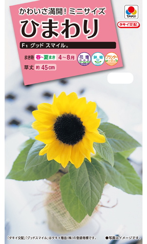 グッドスマイル[ひまわり] - e-種や｜国内最大級の野菜種・花種・苗