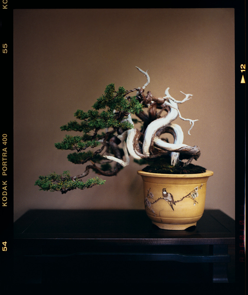 生ける芸術、盆栽の本懐とは？｜雑誌Begin(ビギン)公式サイト