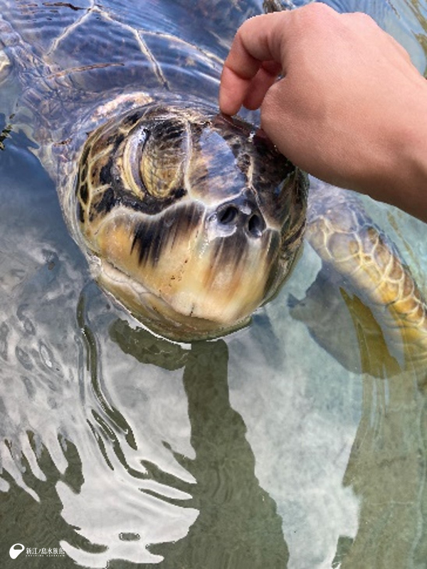 ウミガメって犬や猫みたい | えのすいトリーター日誌 | 新江ノ島水族館