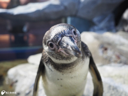 ペンギンチームの超大型新人2名 | えのすいトリーター日誌 | 新江ノ島
