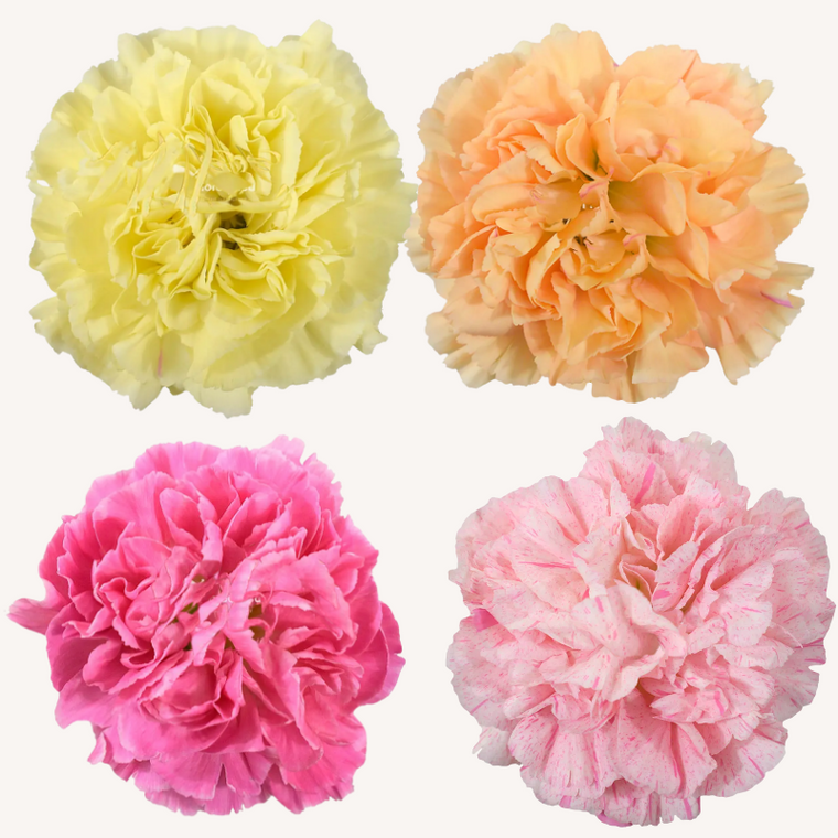 Carnations Standard White - Peach – EbloomsDirect