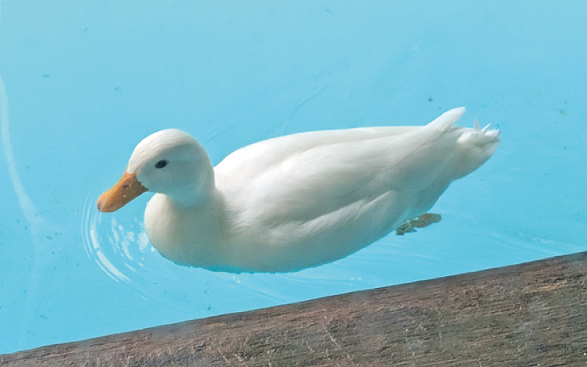 hokkaido2506maruyamazoo_eyecat