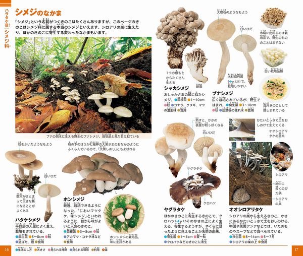 小学館の図鑑NEO POCKET きのこ | 大作 晃一,保坂 健太郎 | 数ページ
