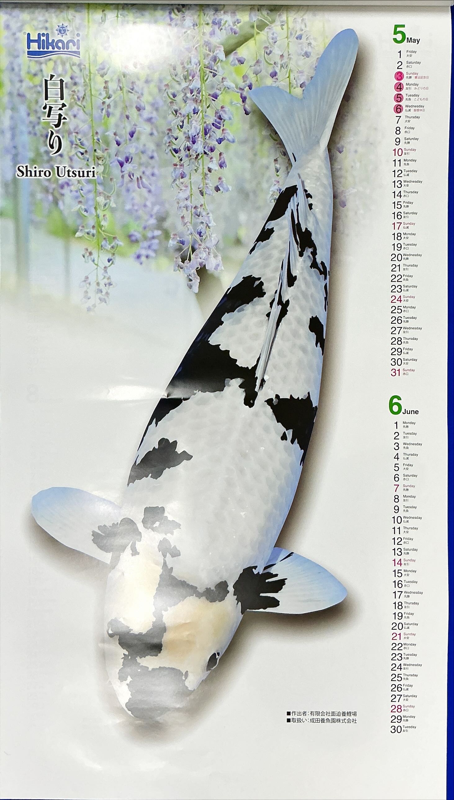 錦鯉カレンダー2026 « 鯉の餌（えさ・エサ）のサナギ（蛹・さなぎ