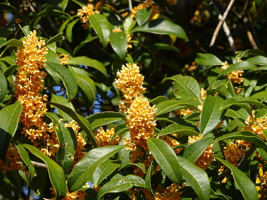キンモクセイ（金木犀） - ［公式］水前寺江津湖公園｜熊本市の公園