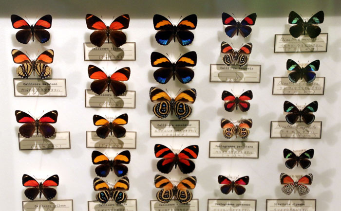 昆虫シリーズ73 世界の昆虫② 世界のチョウその2 | あきた森づくり活動