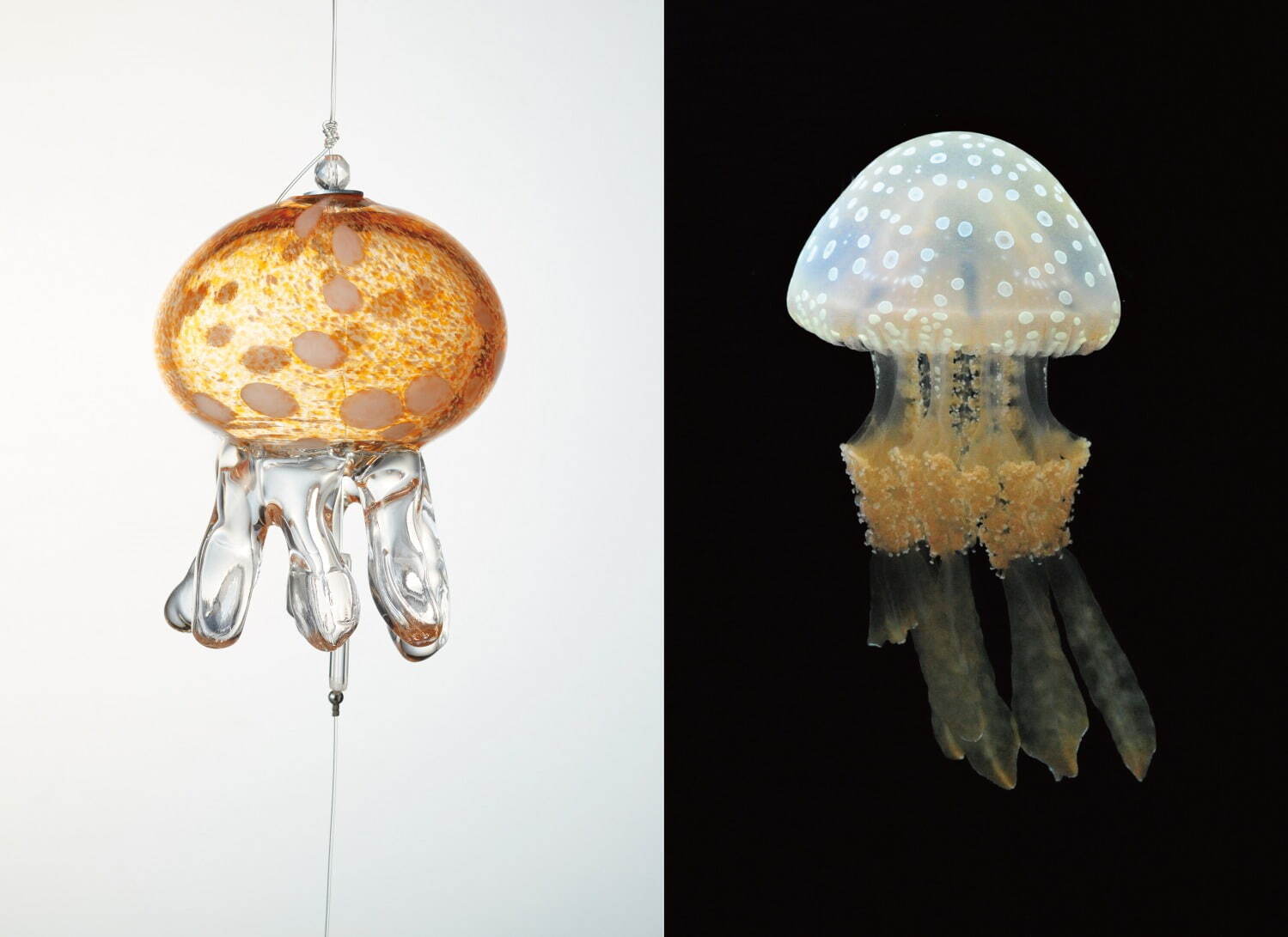 京都水族館の夏イベント「くらげと傘と風鈴と」涼し気な“クラゲ風鈴