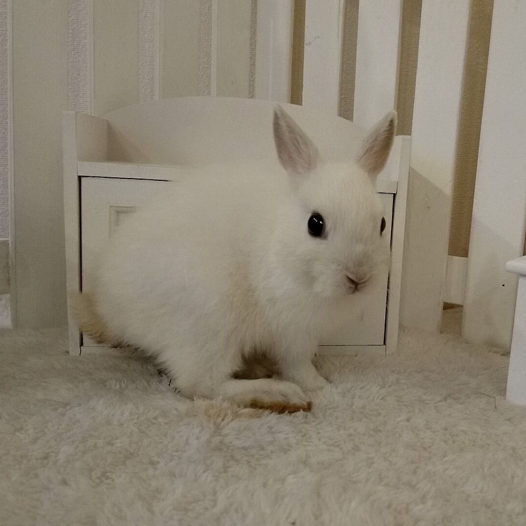 ネザーランドドワーフ フロスティ（VK） - さいたま市北浦和のうさぎ