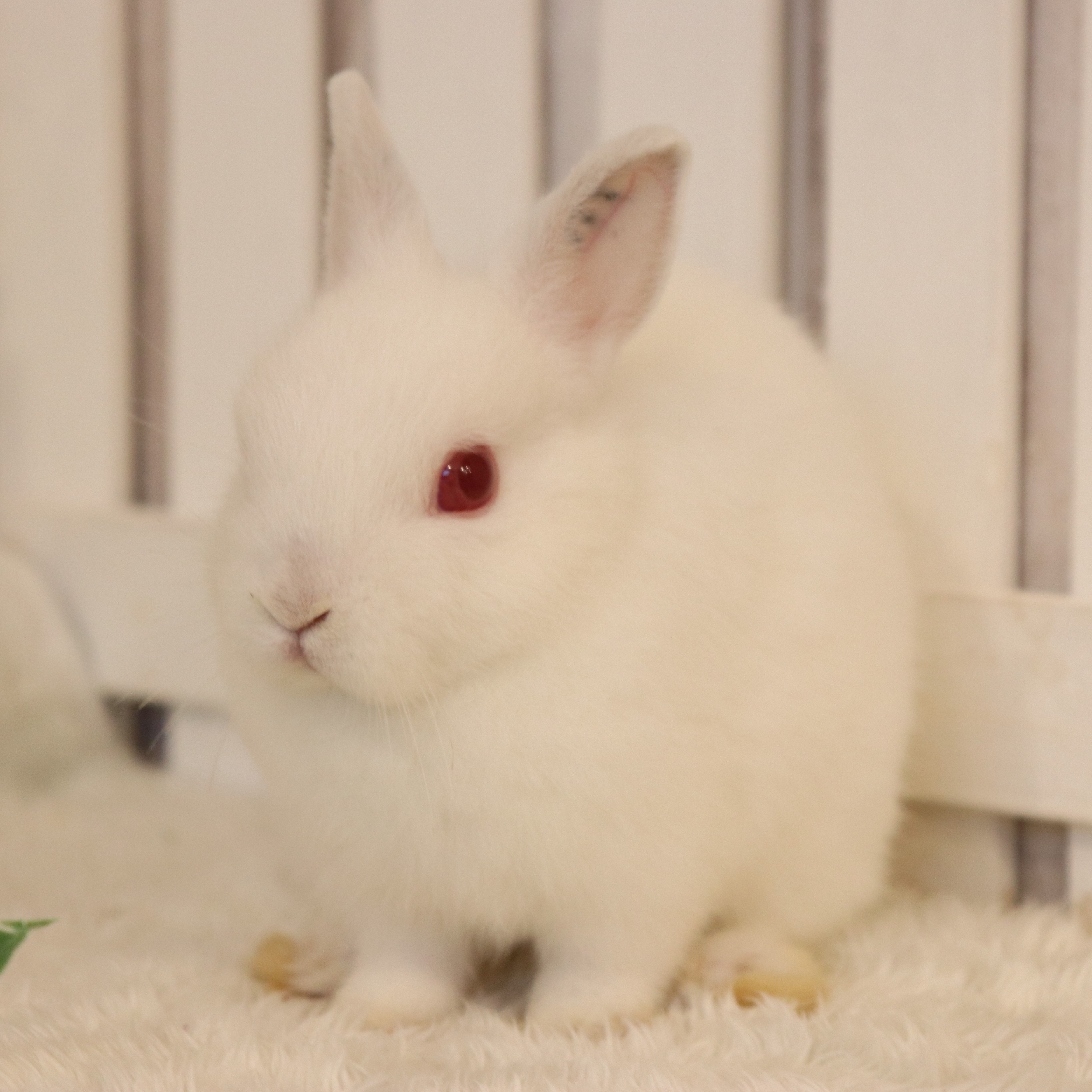 ネザーランドドワーフ ルビーアイドホワイト（WY) - さいたま市北浦和