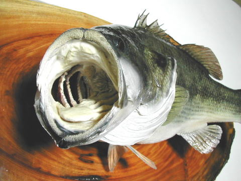 ブラックバス剥製【魚類剥製工房フィッシュクラフトマツモト】