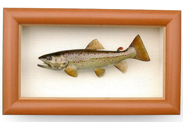 ブラウントラウト剥製【フィッシュクラフトマツモト】