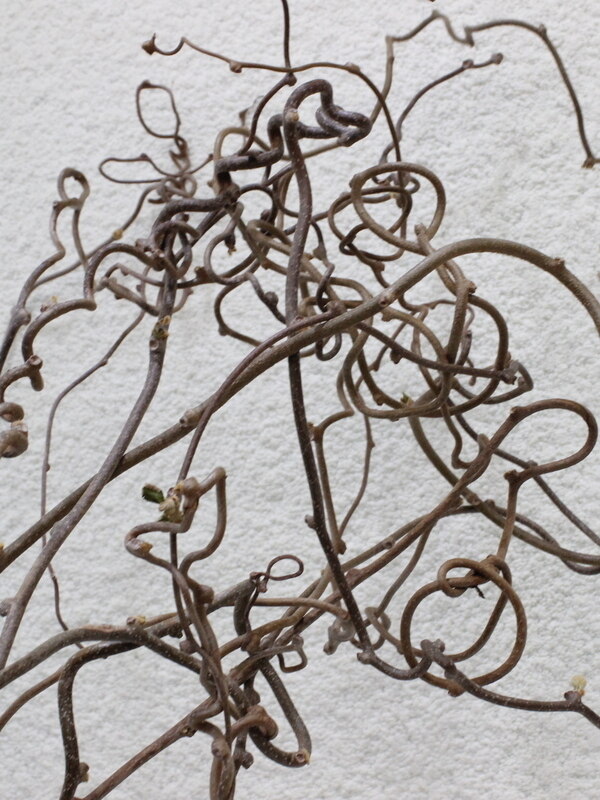 4/7入荷 キウイのつる｜Fla-co（フラコ） - フラワーアレンジ作品投稿