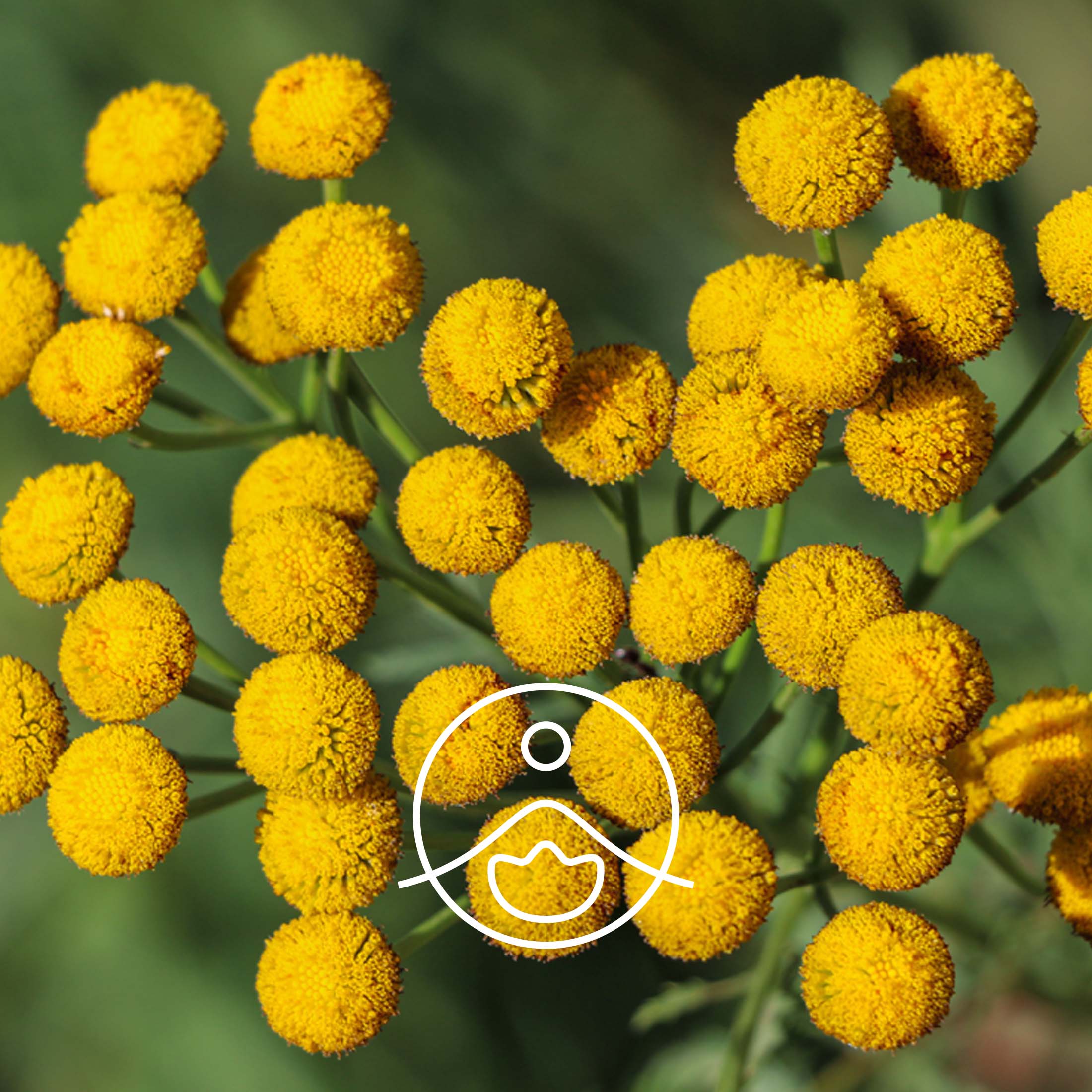 ブルータンジー（オーガニック）｜エッセンシャルオイル（精油・アロマ