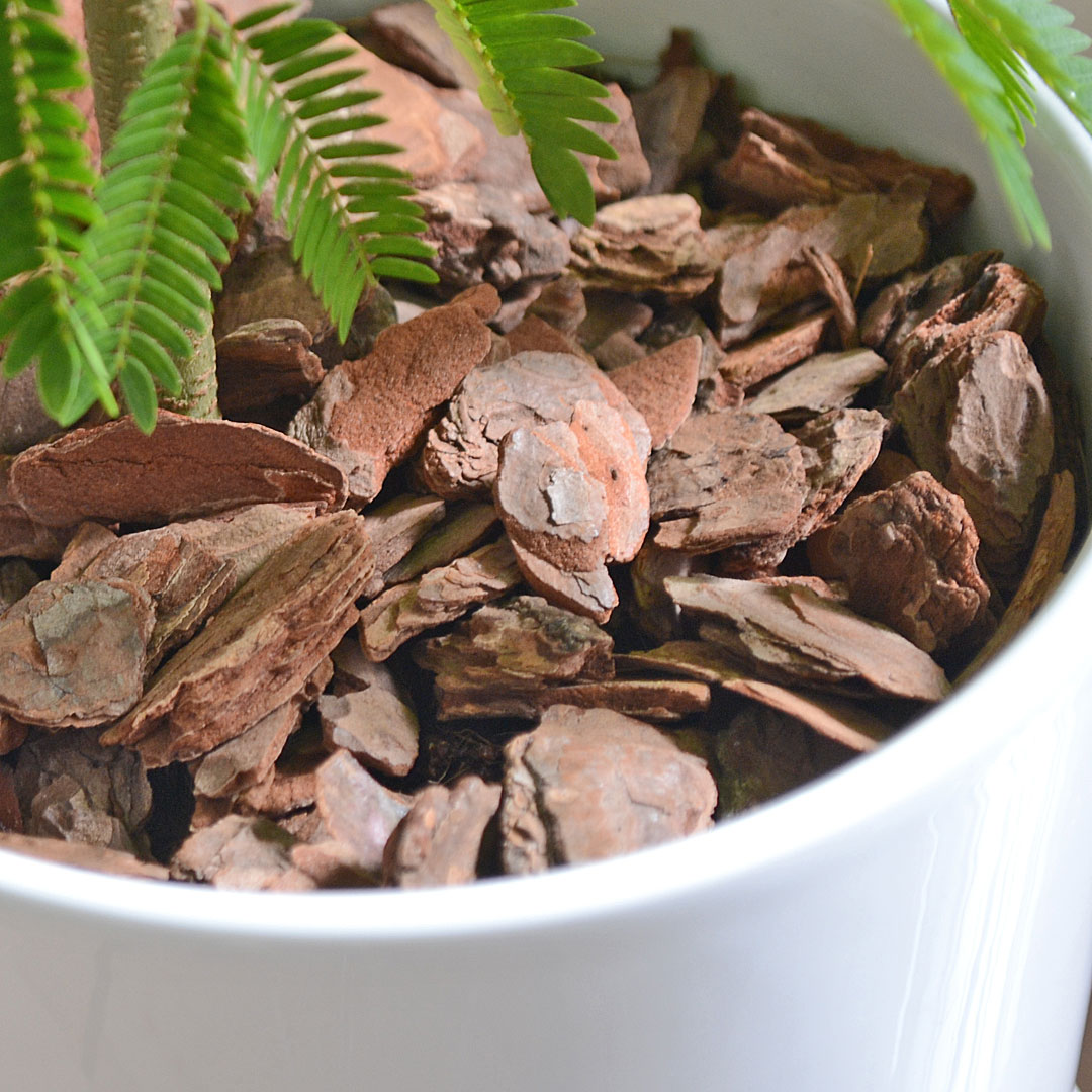 観葉植物の販売・ギフトならフラワーコーポレーション / 観葉植物