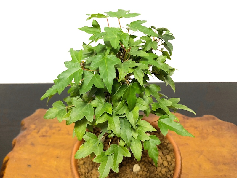 格安盆栽素材/生産品紹介/楓（カエデ） 小品盆栽素材 販売/通販のFROM