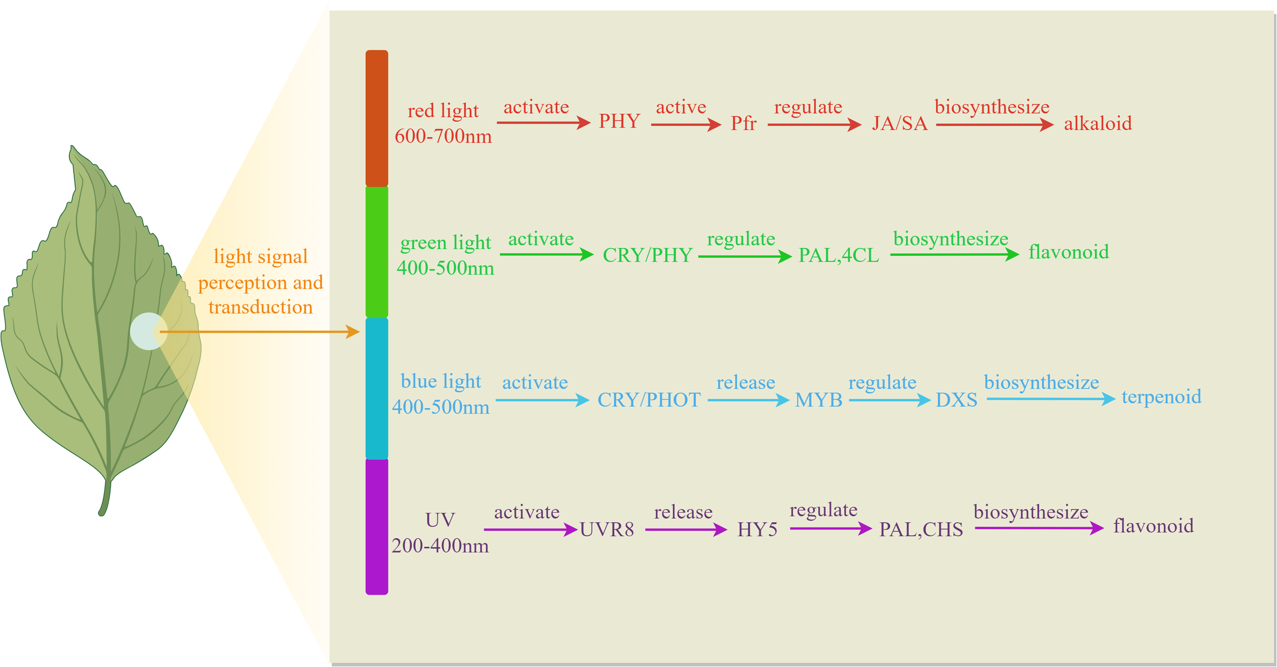 Frontiers | Light regulates the synthesis and accumulation of