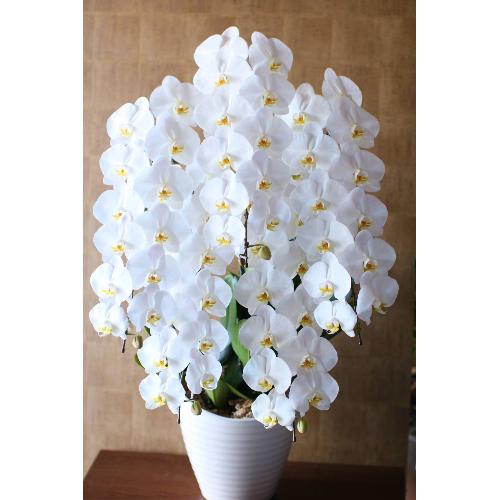 胡蝶蘭 ホワイト 5本立ち」| 花屋「Fleur de Rohan(ﾌﾙ-ﾙﾄﾞﾛｱﾝ)」の