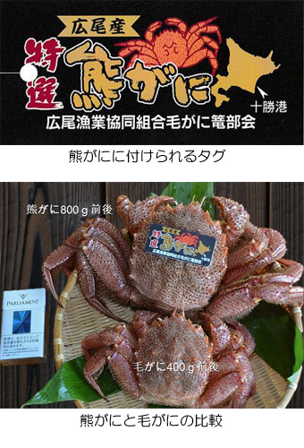 北海道・広尾産業流通振興公社 広尾産ブランド毛がに【熊がに】 魚介