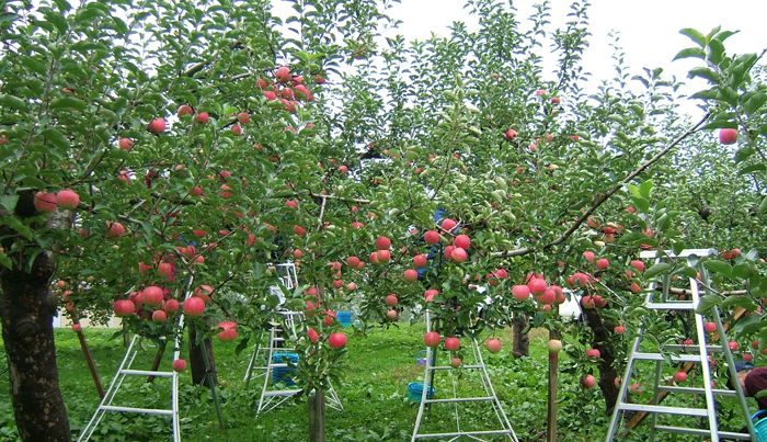 青森りんご・キョーエイ 8種りんご 味ぞろえ くだもの | G-Call