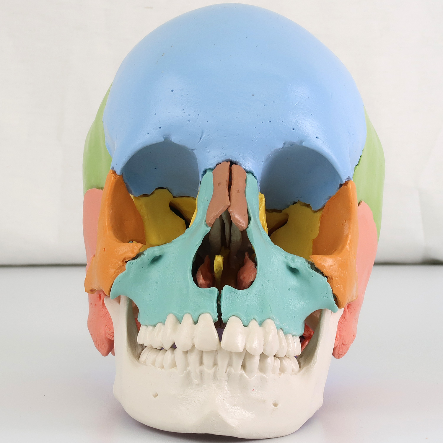 頭蓋骨22分解キット，マルチカラー仕様 | 日本スリービー・サイエン