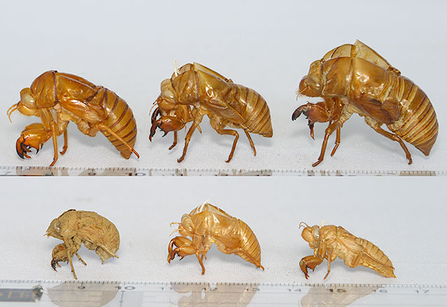 セミのぬけがら調査ガイド｜こどもの国