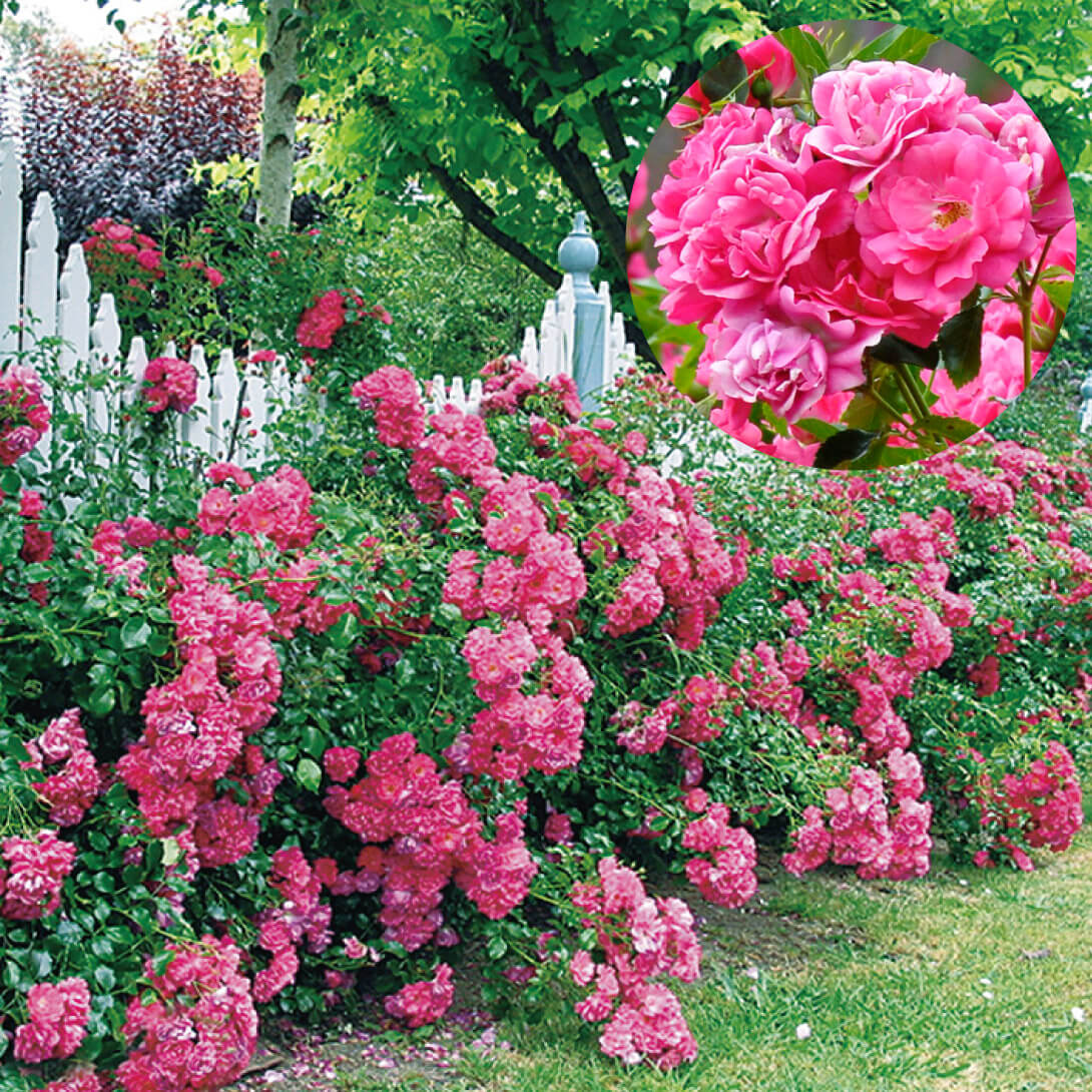 国華園オンラインショップ / バラ苗 フラワーカーペットRローズ ピンク 1株