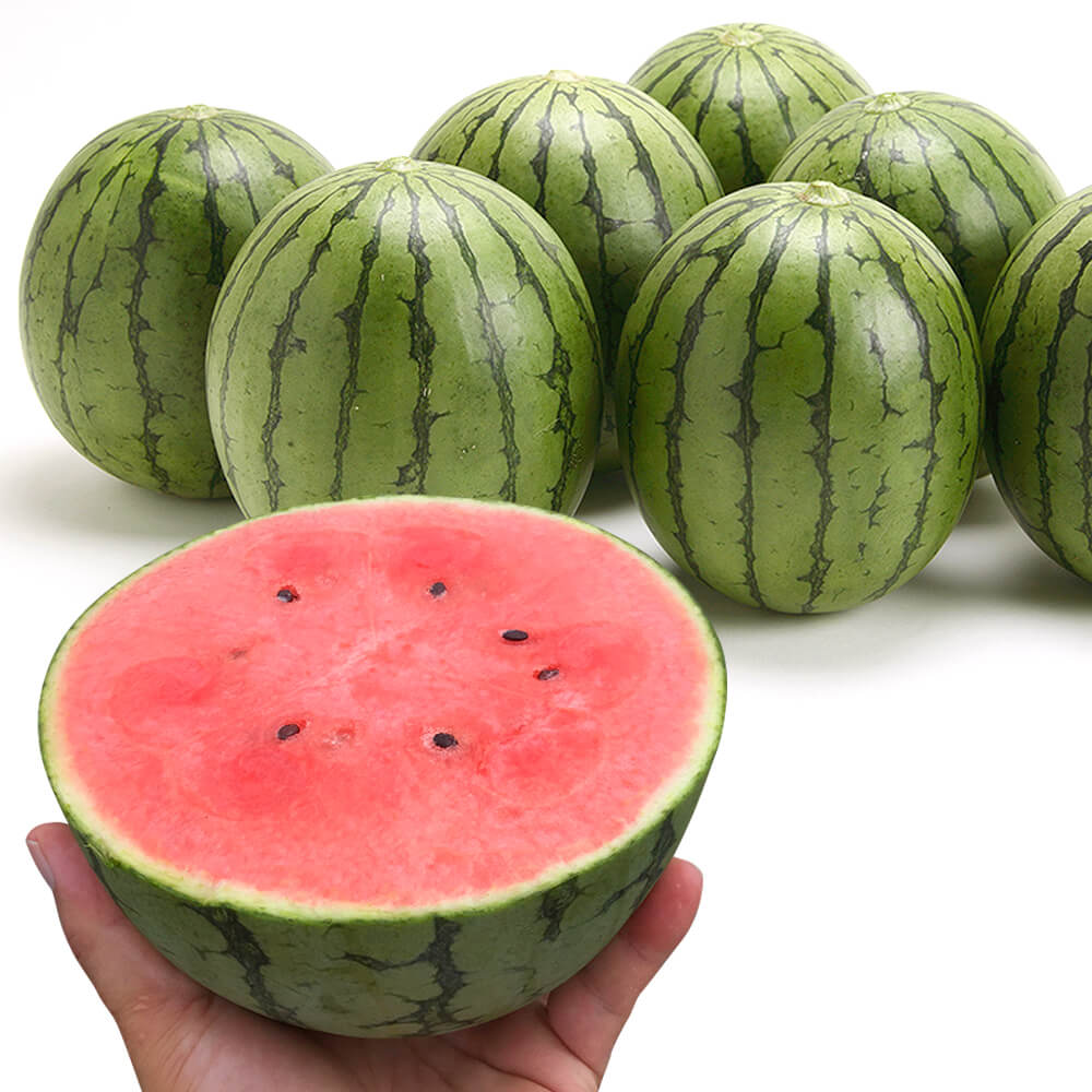 国華園オンラインショップ / 接木 スイカ苗