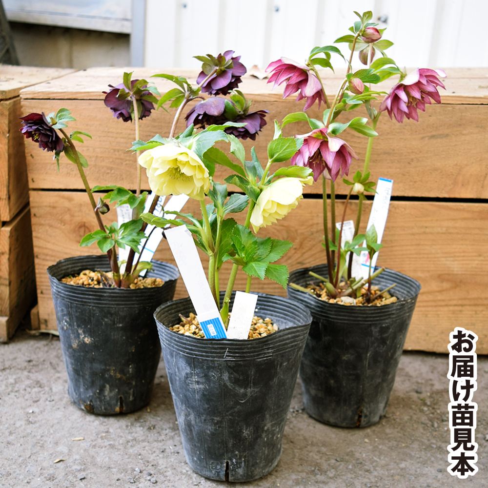 国華園オンラインショップ / 花苗 八重咲クリスマスローズ 開花株 花色