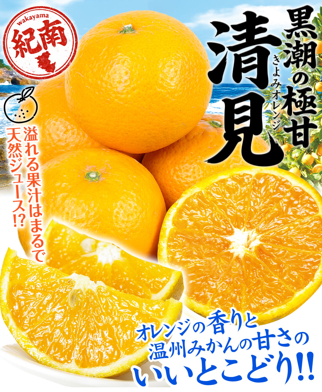 国華園オンラインショップ / みかん 10kg 黒潮の極甘 清見 オレンジ