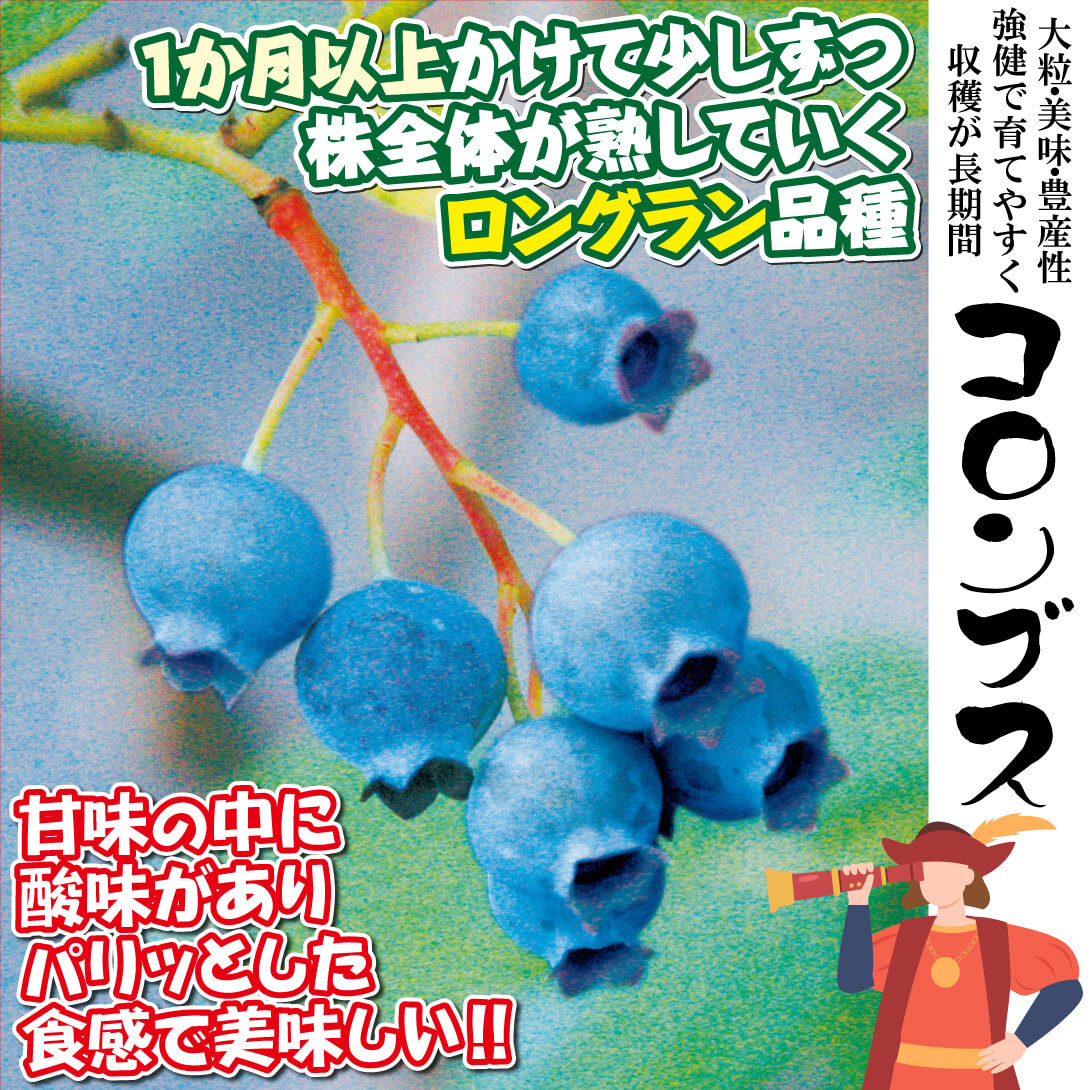 ご注文品 デライト＆コロンブス ブルーベリー準大苗セット