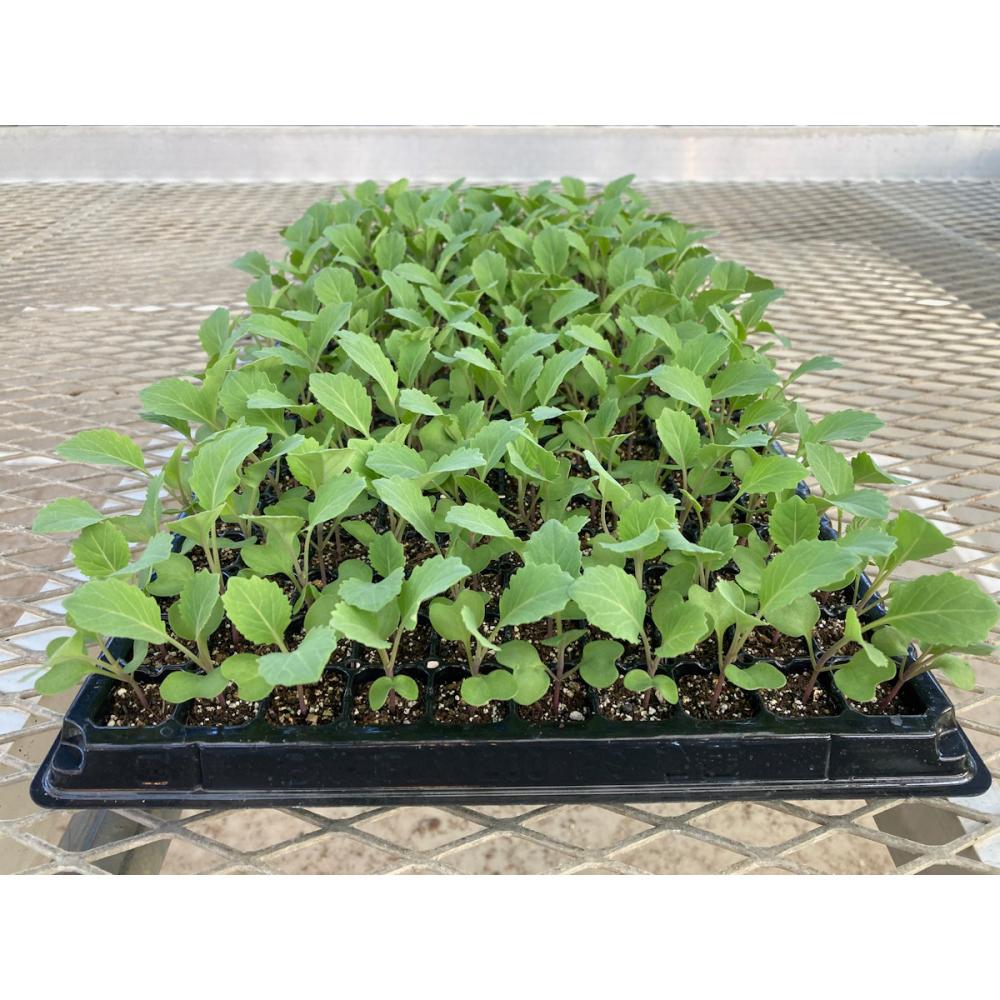 葉菜苗予約】 キャベツ苗 極早生 金系201号 200穴 3トレー の