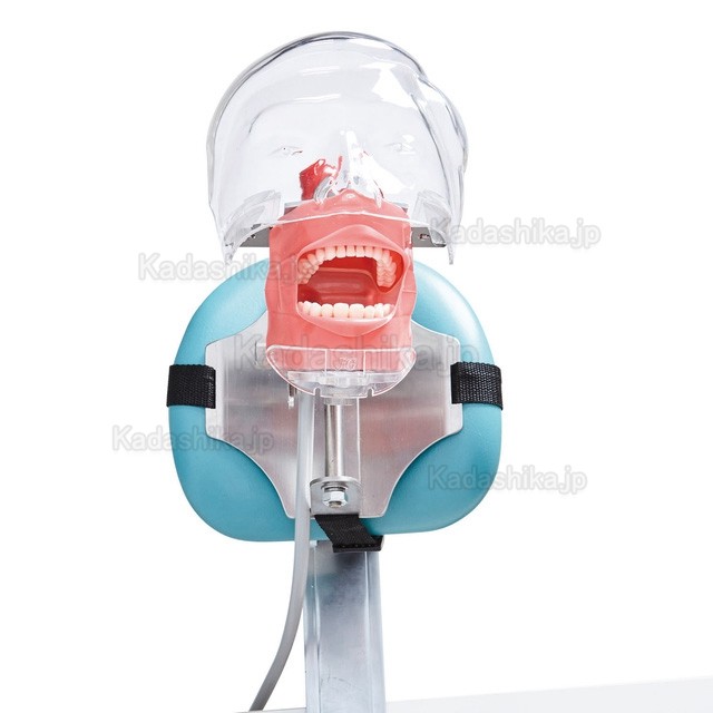 Jingle C6-3 歯科シンプルマネキン(ニッシンと互換性あり 、デンタル