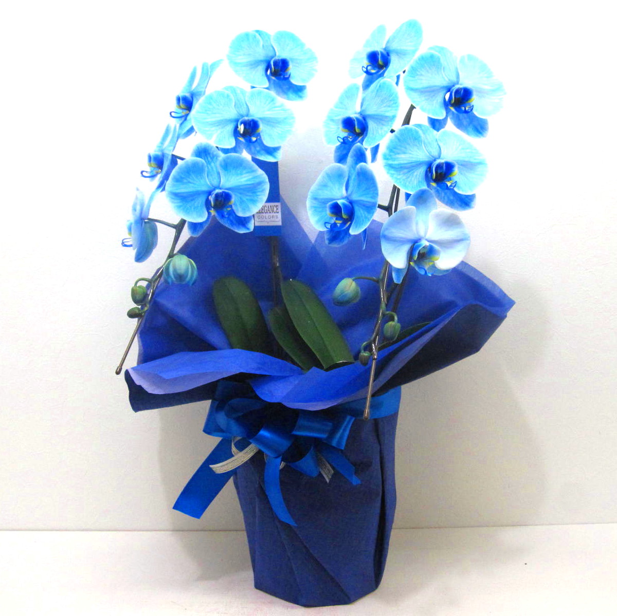 年始SALE❗️入荷少なめです❗️超希少❗️胡蝶蘭❤️ブルージーン 1