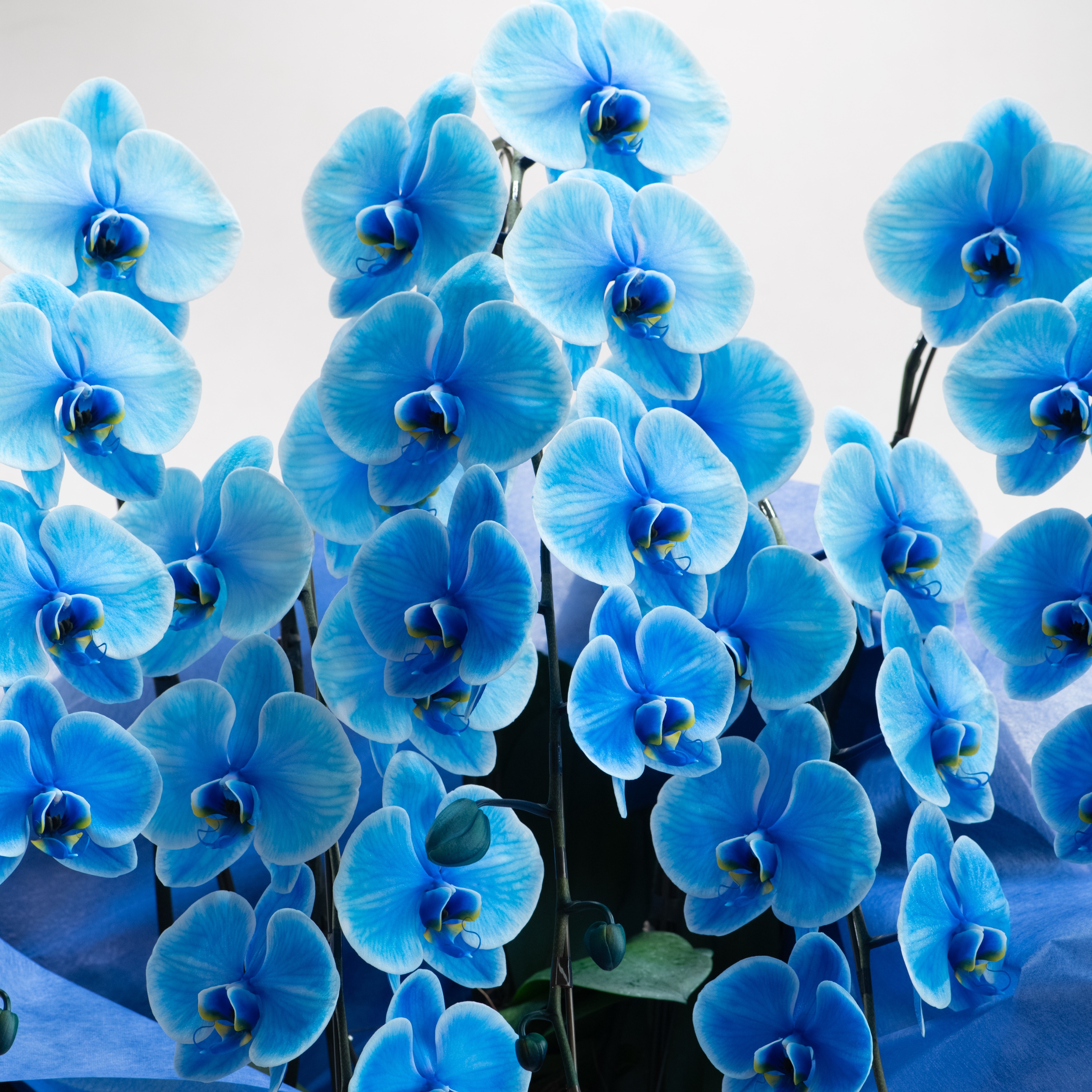 青い胡蝶蘭【ブルーエレガンス/5本立ち（40輪以上）】｜商品詳細