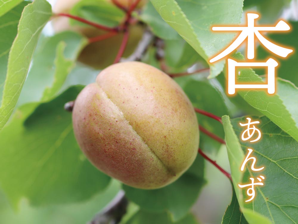 あんず 杏 あんず酒