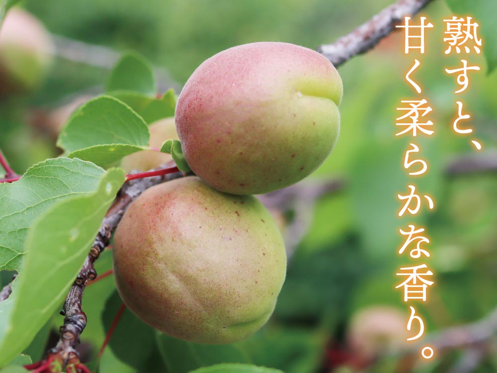 あんず 杏 あんず酒