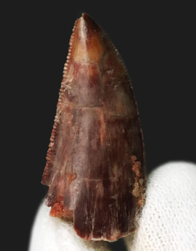 保存状態良好＆ナチュラル！モロッコのケムケム層から発見、採集された