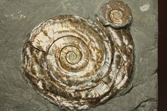 5つのアンモナイトが漂う、ジュラ紀の光るアンモナイトプレート標本