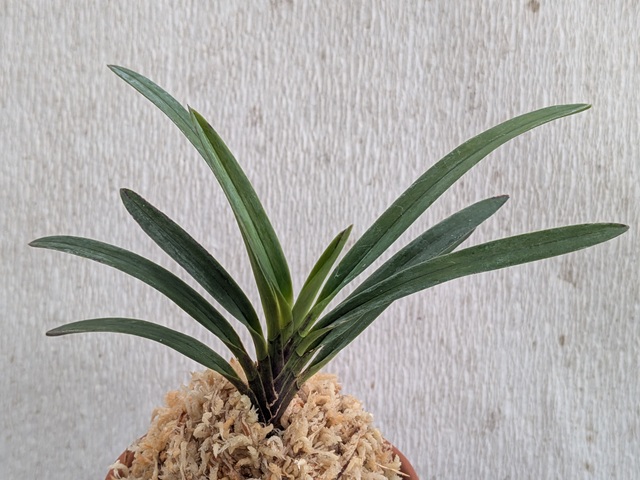 商品詳細｜布木の里 花信｜古典植物・山野草の専門店 フラワー