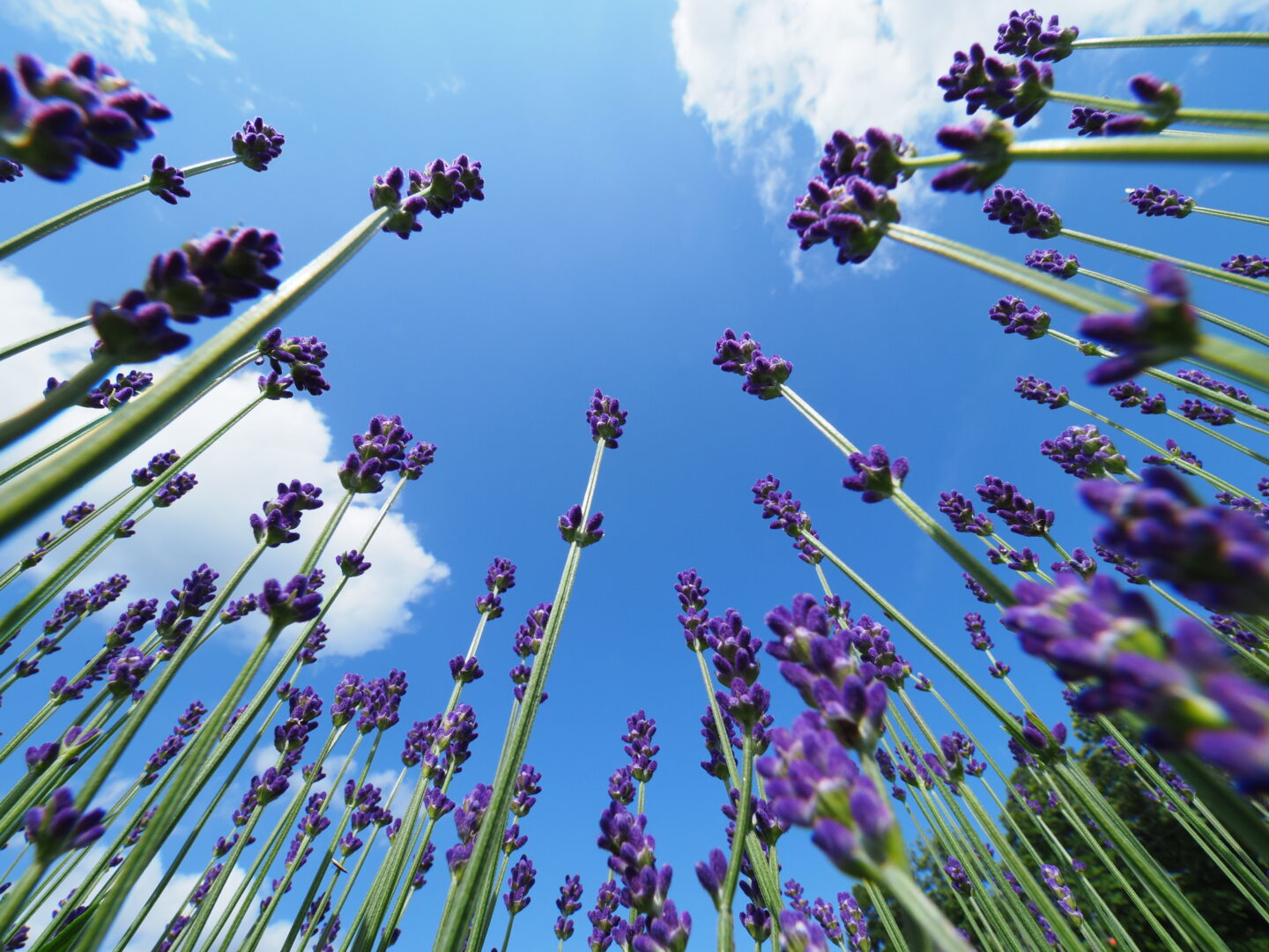 香りに癒されながら撮りたいラベンダー｜上手に撮る方法をプロが紹介