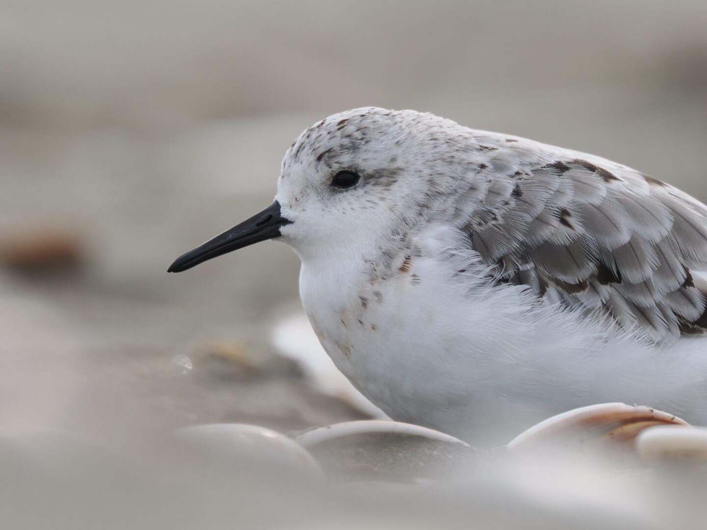 2400mmが手持ちで狙える！OM SYSTEM M.ZUIKO DIGITAL ED 150-600mm F5