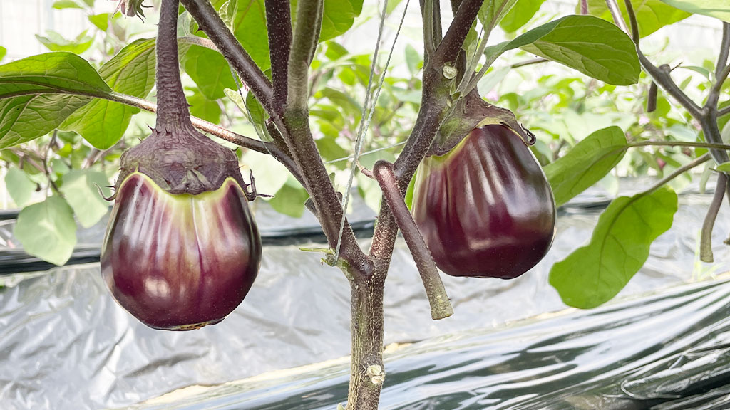 泉州水なす・水なす漬の北野農園 – 大阪から世界へ発信する農園