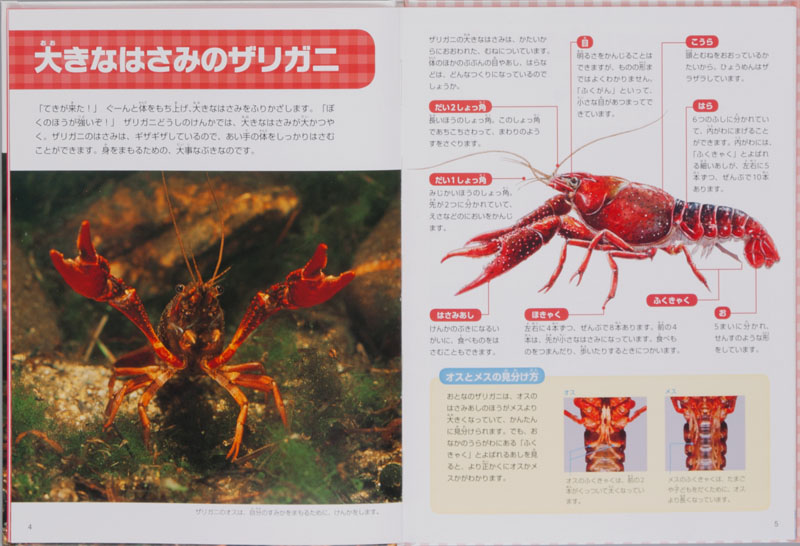 世界のザリガニ増補版・アメリカザリガニ図鑑 原色エビ カニ図鑑Ⅰ改訂