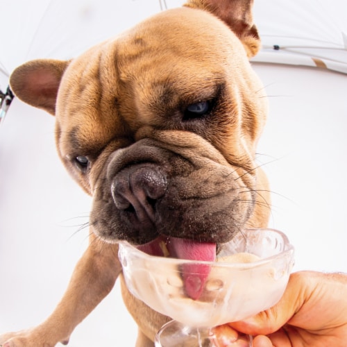 Dogsters Ice Cream Style Nutly & Cheese Flavor Treats for Dogs 4