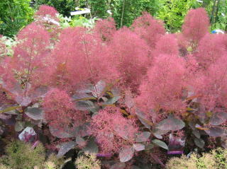 スモークツリー・グレース（煙の木）＜植物（苗木・花木）生産販売