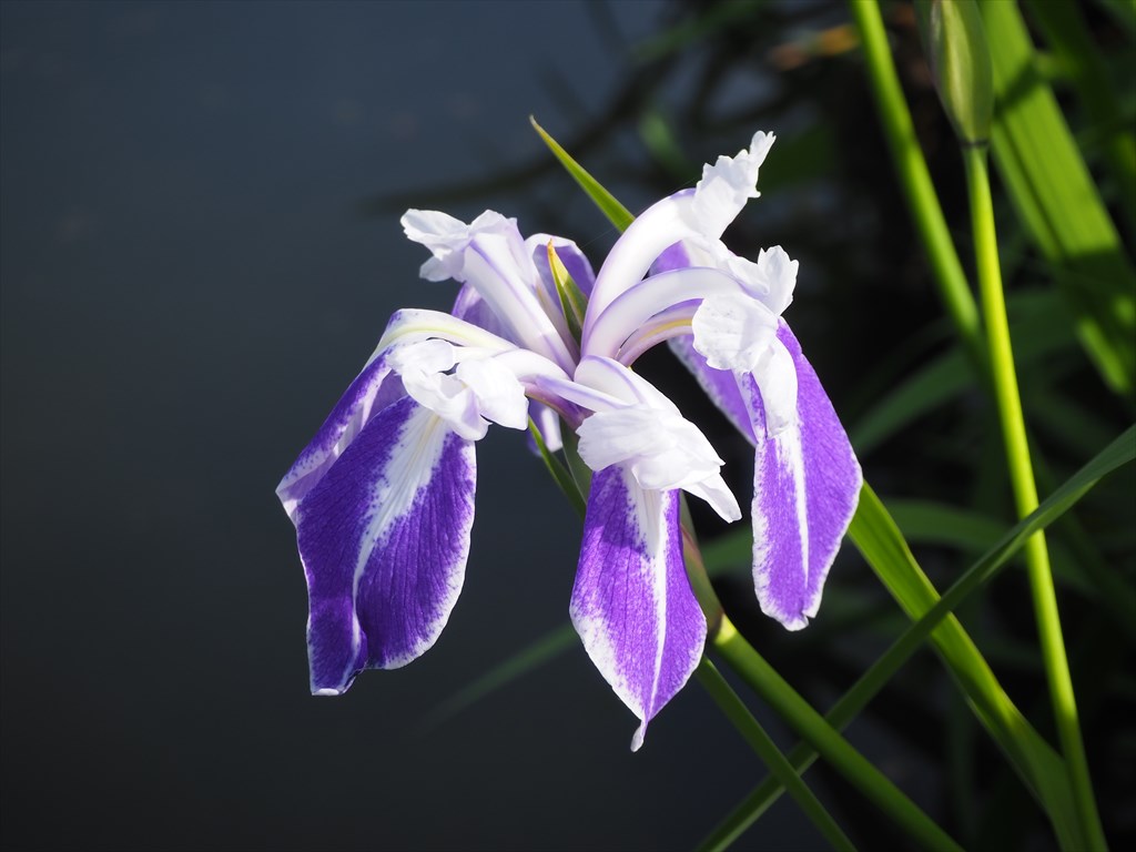 新緑の円山公園とカキツバタ | 京都旅屋