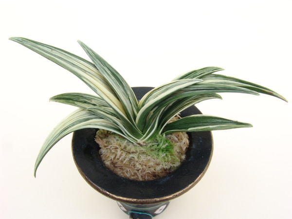 最晃閣 (さいこうかく) Saikokaku – おもとの豊明園（ほうめいえん）