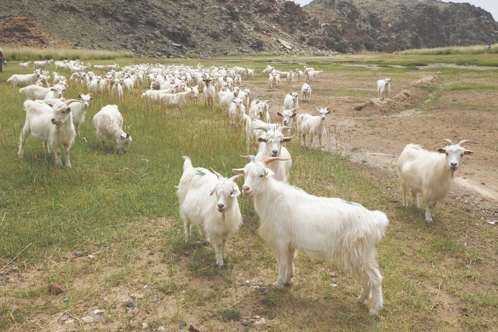 私たちが扱うカシミヤ｜内モンゴルの草原からトレーサビリティのある