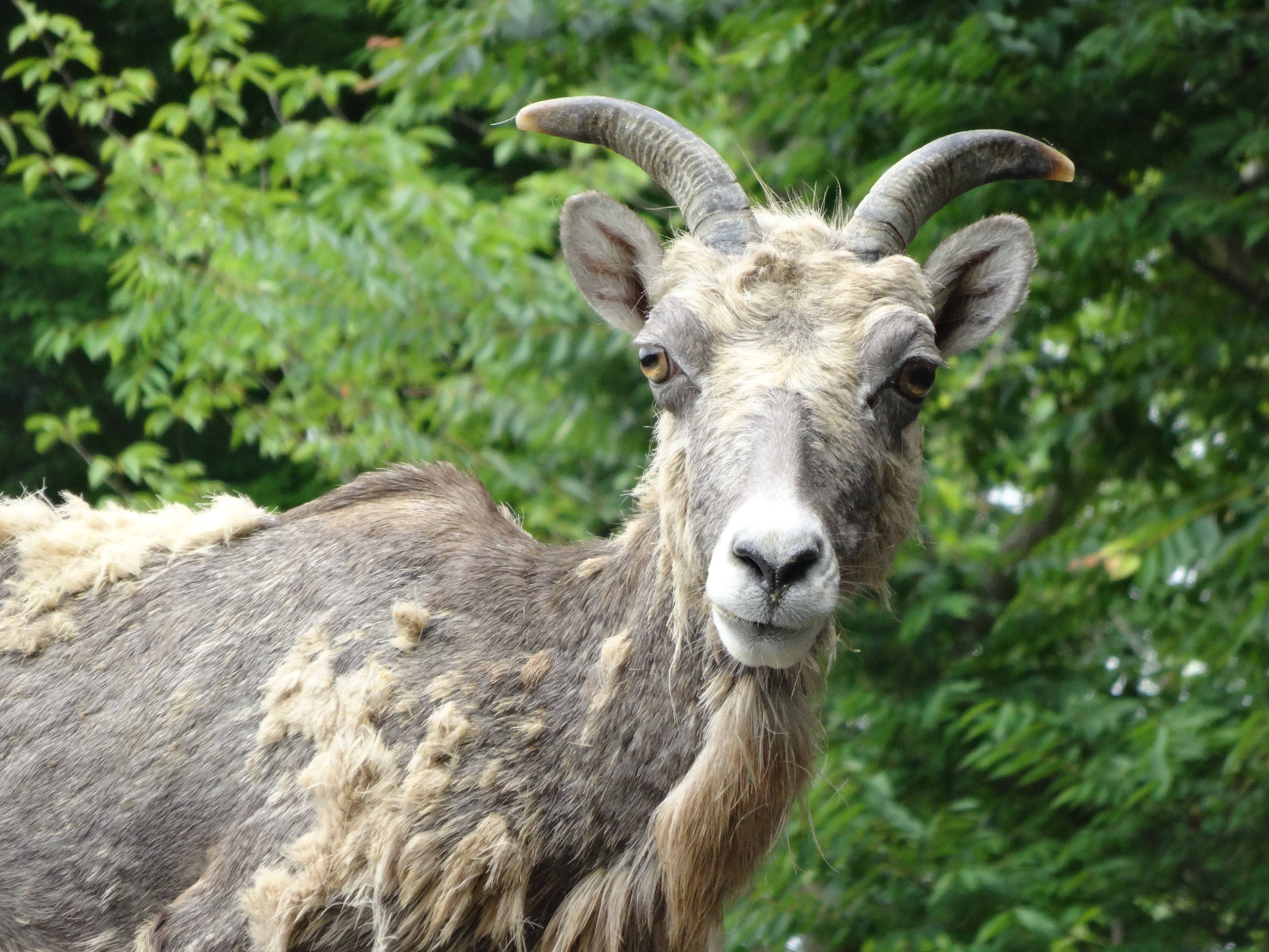 ショウツノヒツジ？|こぼれ話｜ブログ|金沢動物園公式サイト｜公益財団